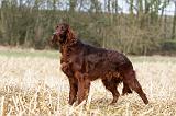 SETTER IRLANDAIS 415